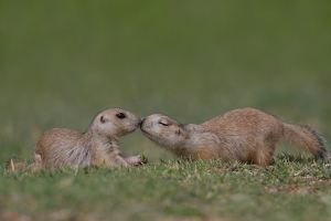 ISFA Gold Medal+ $150 USD